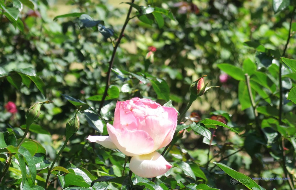 普屏植物园里的玫瑰花