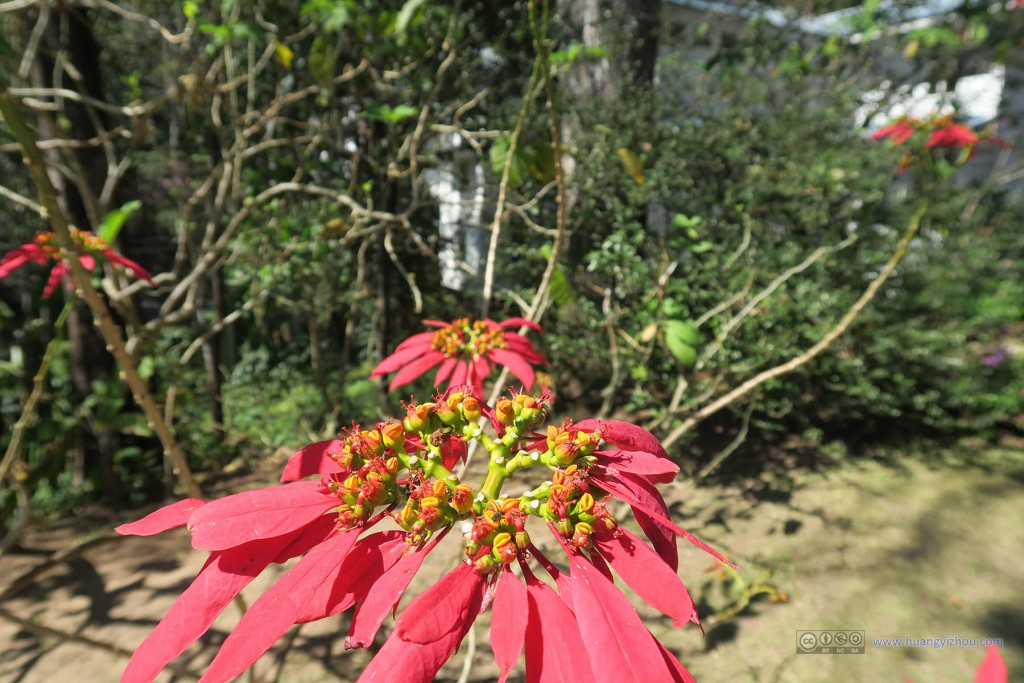 最后用这朵奇怪的花结束普屏植物园