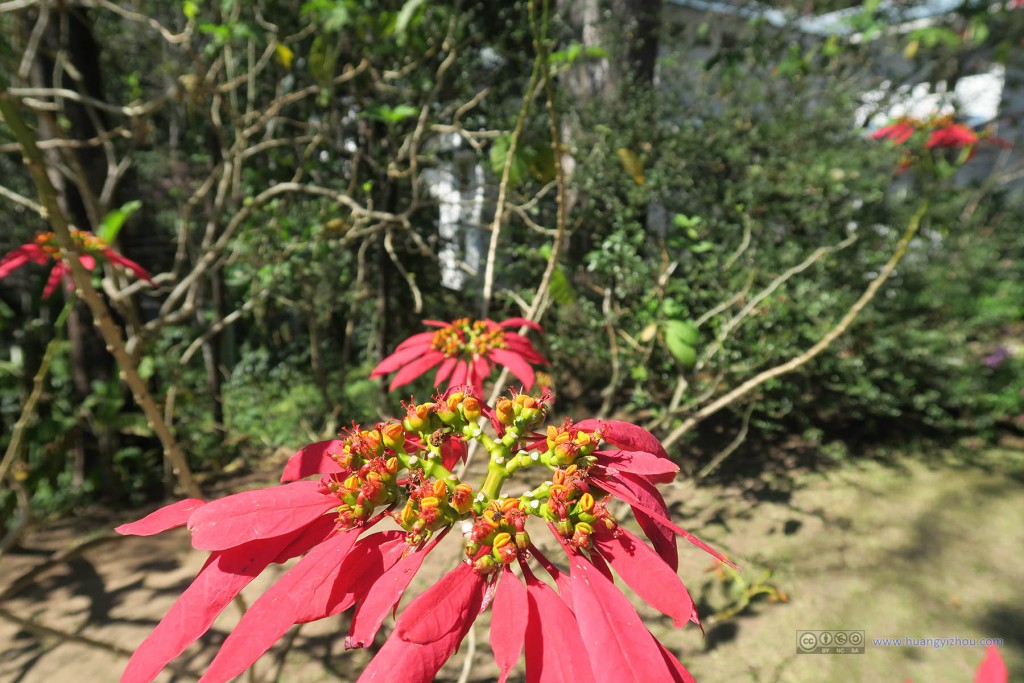 最后用这朵奇怪的花结束普屏植物园