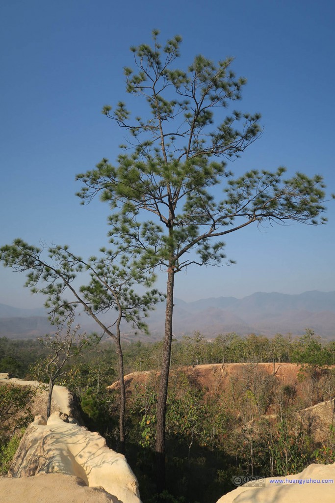 Pai Canyon，这棵松树长得位置有点奇特