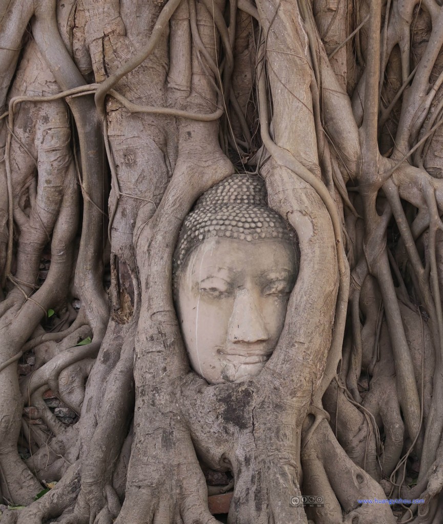 Wat Maha That，这就是著名的树包佛头