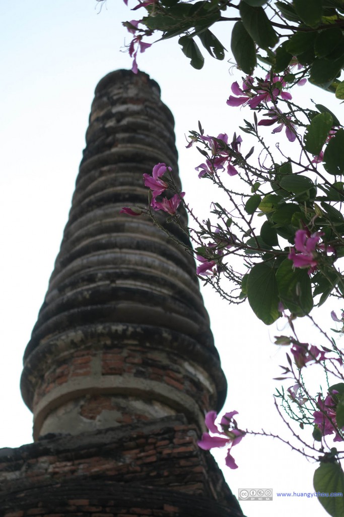 Wat Phra Si Sanphet东侧，春花掩映下的舍利塔