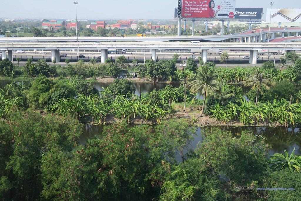 觉得这种椰树遍地的地方可以修湿地公园了