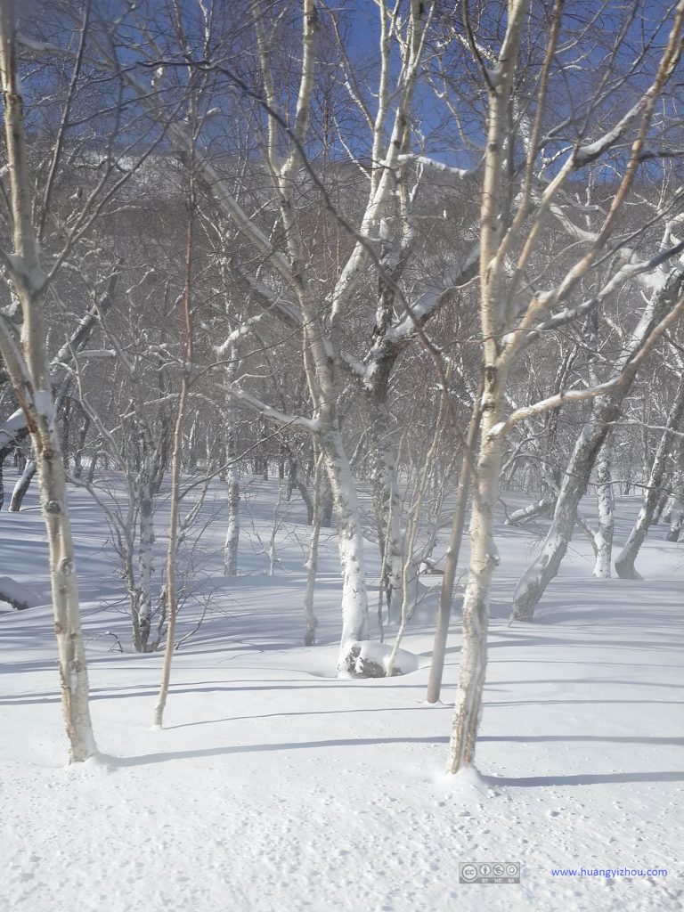 上山的交通车上看到的，雪中的白桦林