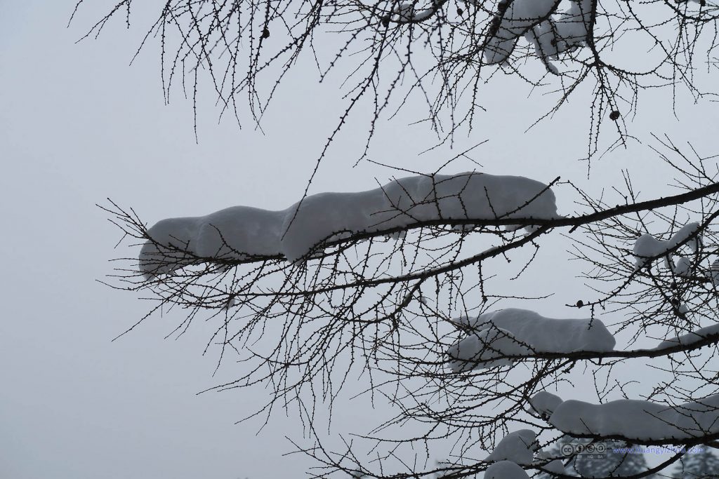 树枝上的积雪