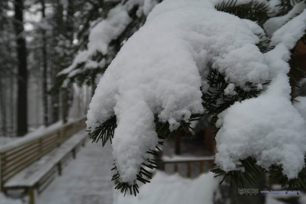 松树上的积雪