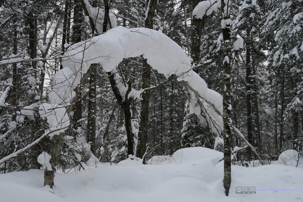 这棵树感觉像是被积雪压弯的