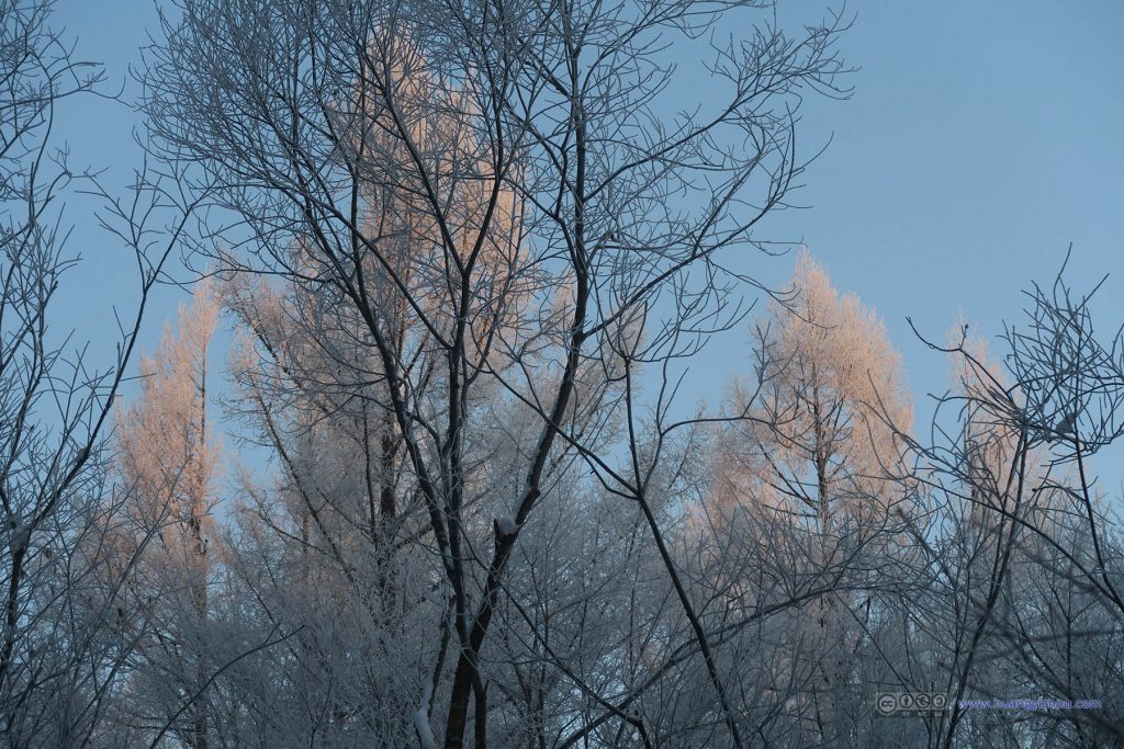 魔界风景区，高树^_^上映着晨辉的雾凇