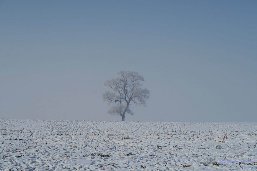 雾凇岛，荒野中一棵孤独的树