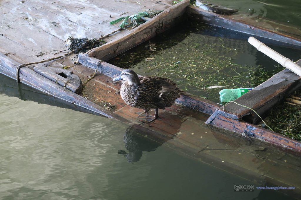 北安桥下，从这条看上去几乎废弃的渔船上看到了这么只鸟