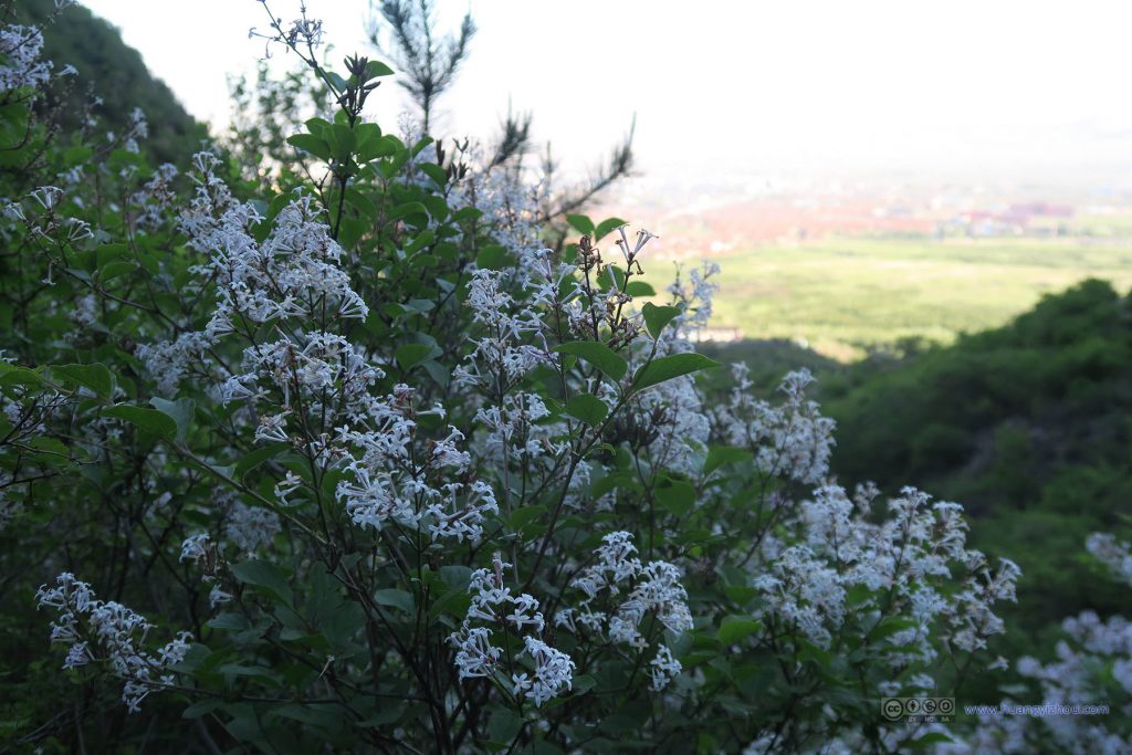 山花烂漫