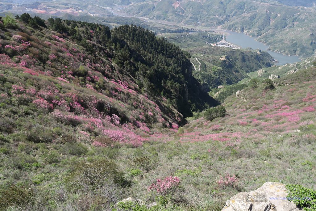 从恒山顶上看到的，漫山遍野的这种红花，不知道是不是映山红。我调节了红色的saturation以让它们更加显眼。