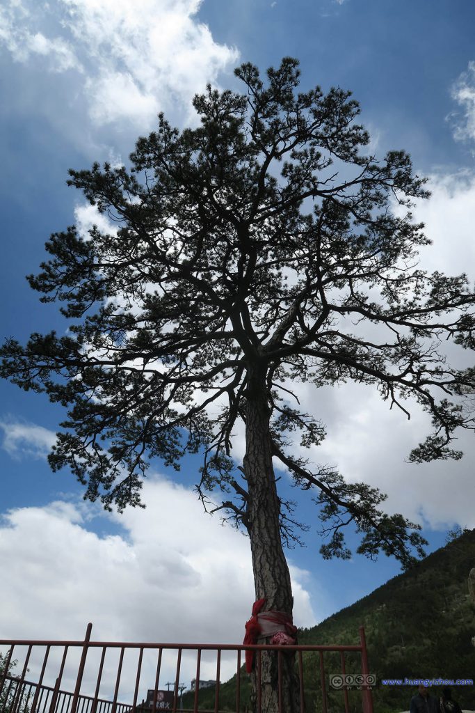 横山十八景之一的虎口悬松